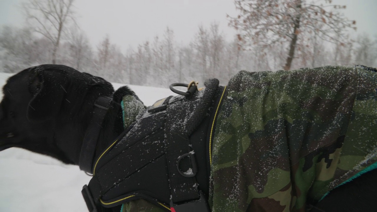 半年度甘蔗高脂幼犬在雪地上奔跑。黑藤Corso狗穿着特殊的衣服在雪林中奔跑。冬天的季节。训练狗。狗跑着看镜头视频素材