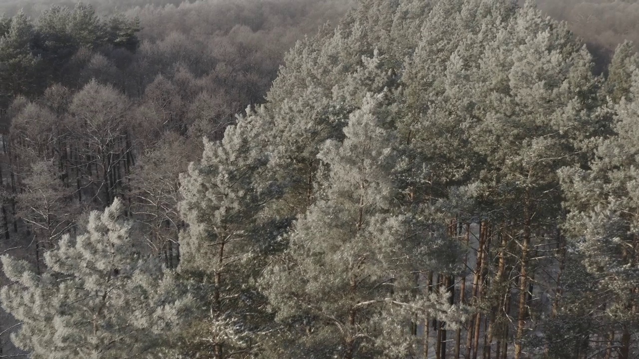 4K未分级，d-log美丽的白雪森林在冬季霜冻日。鸟瞰飞行在惊人的松树林。景观。公园森林的风景。冬季霜冻森林的自然高架视图。雪针叶林视频素材