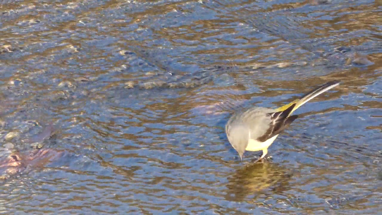 Lavandera Cascadena或灰色wagtail, Motacilla cinerea，在河流的水流中寻找食物。视频素材