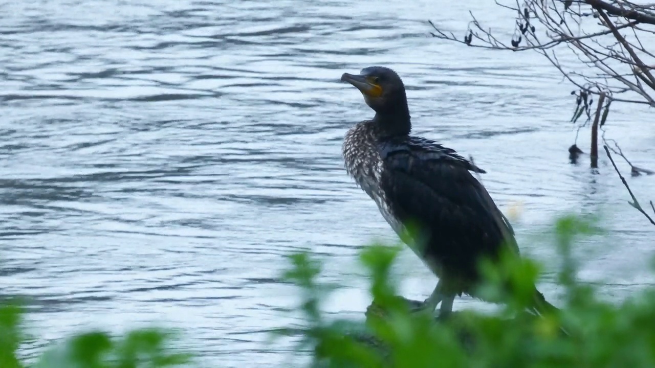 大鸬鹚，Phalacrocorax carbo又称大黑鸬鹚。视频素材