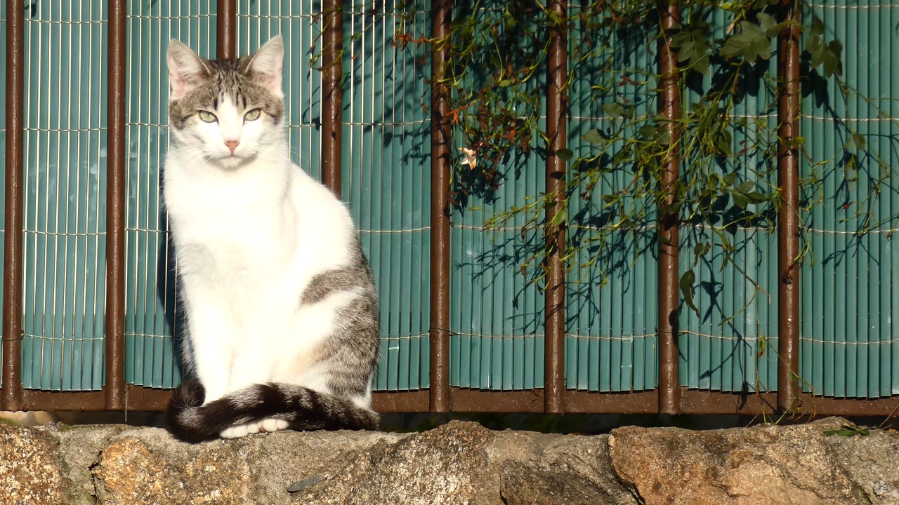 一只流浪猫在墙上休息，做日光浴视频素材