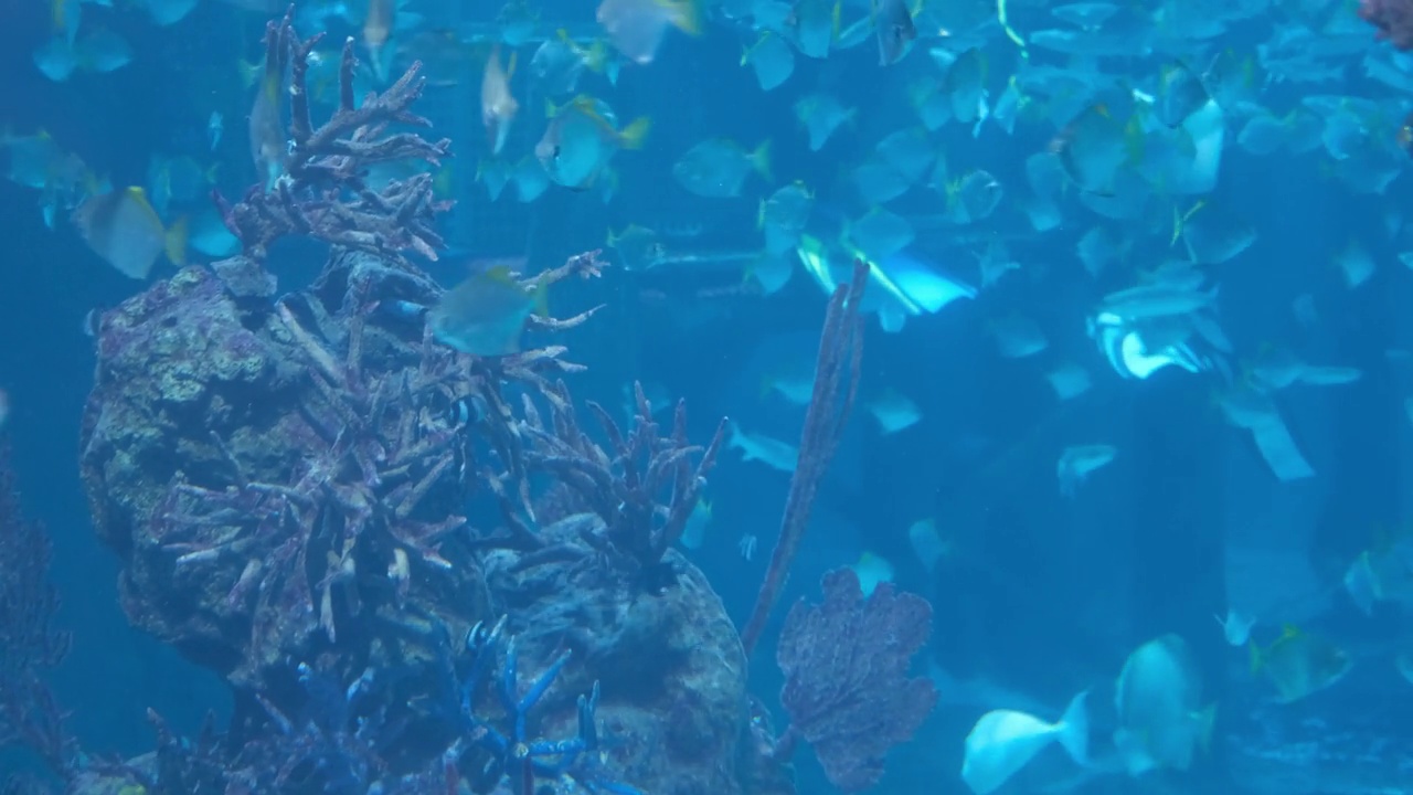 近距离的鱼游泳。参观鱼缸。双鱼座喜欢在水族馆里游泳。一个用蓝色背光特写海鱼的池塘。外来的海洋居民视频下载