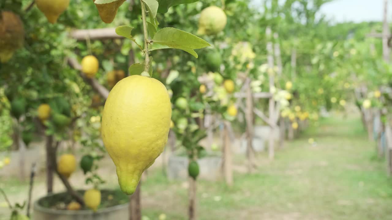 柠檬成熟的黄色在柠檬有机农场背景。视频素材