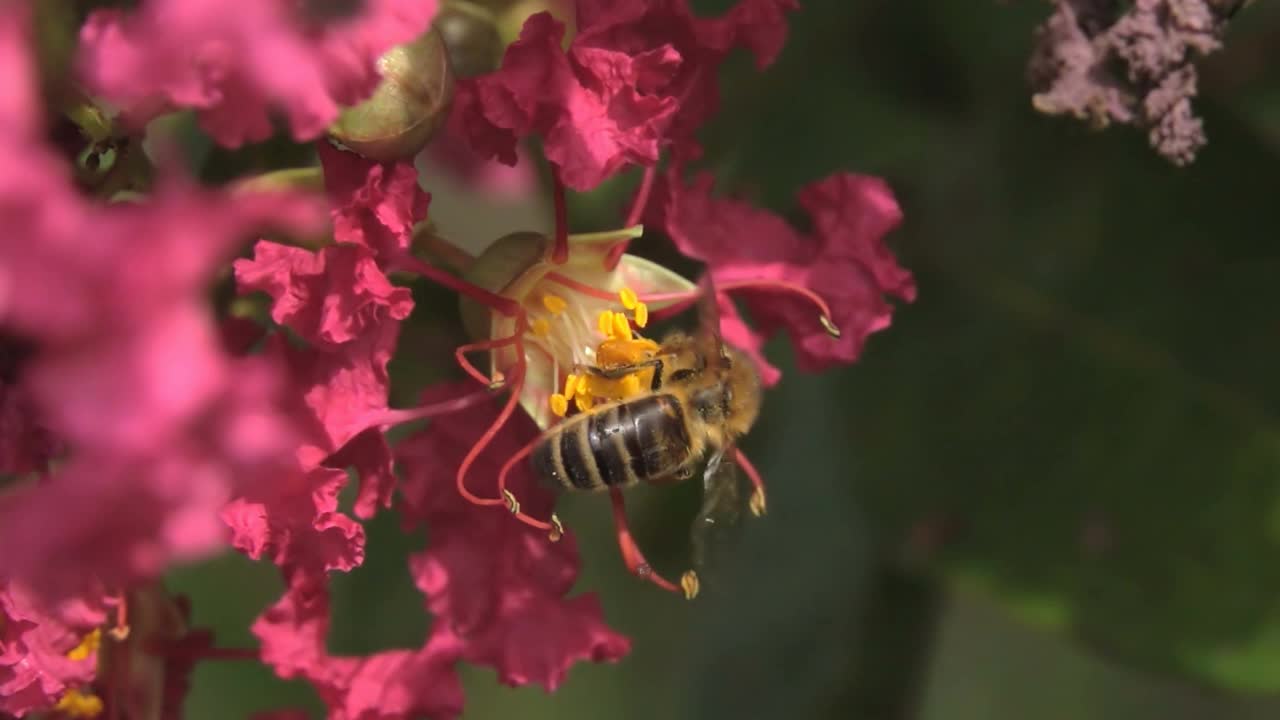 蜜蜂视频素材