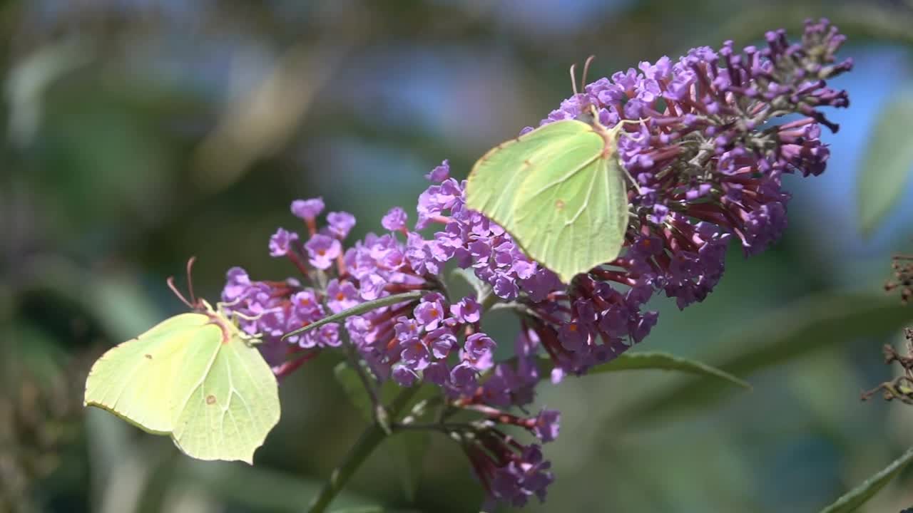 蝴蝶美对硫磺佛花自然乡视频素材