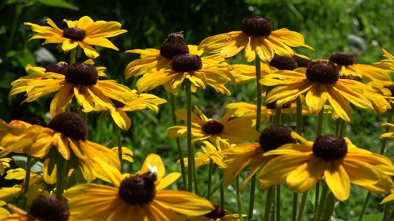 Rudbeckia花和蜜蜂视频素材