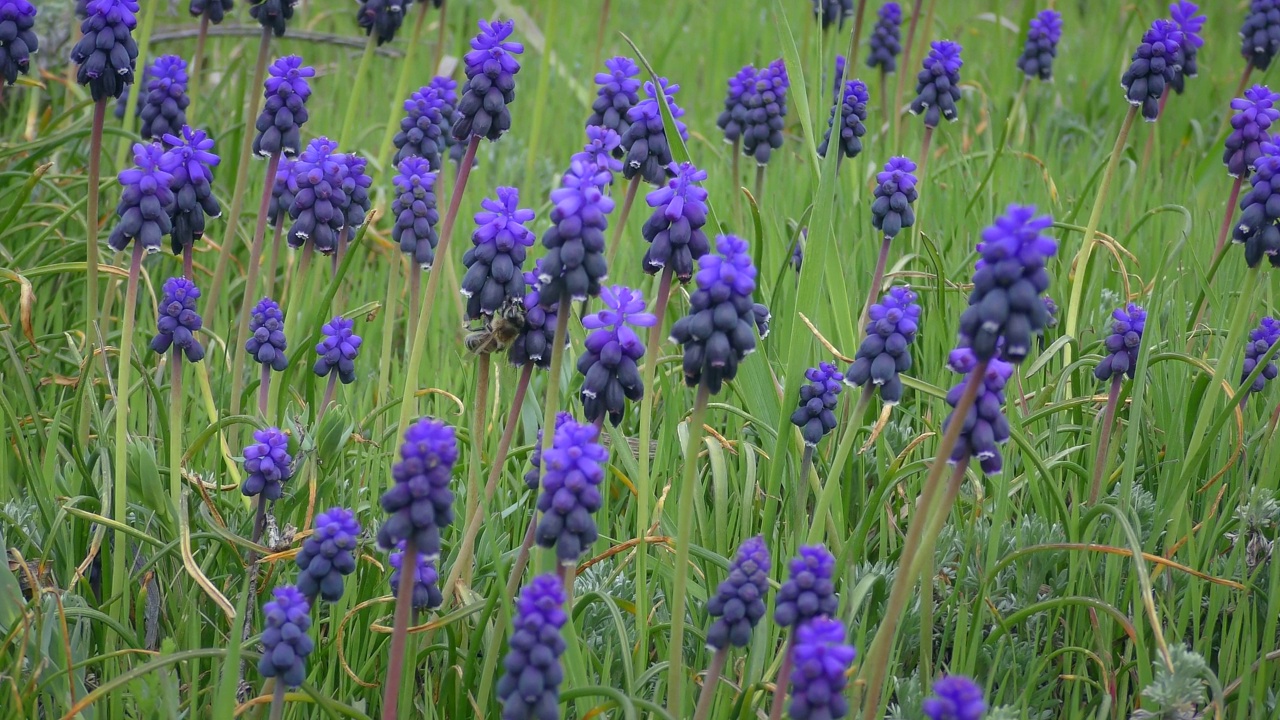 蓝葡萄风信子花在草的背景。视频素材