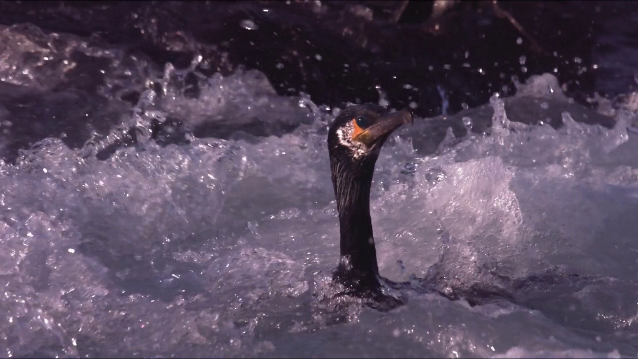 鸬鹚(Phalacrocorax)附近的大jeong区和海/西归浦市，济州岛，韩国视频素材