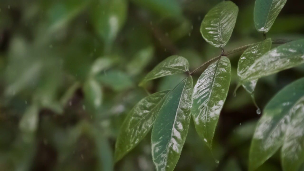 雨滴落在茂盛的绿色树叶上视频素材