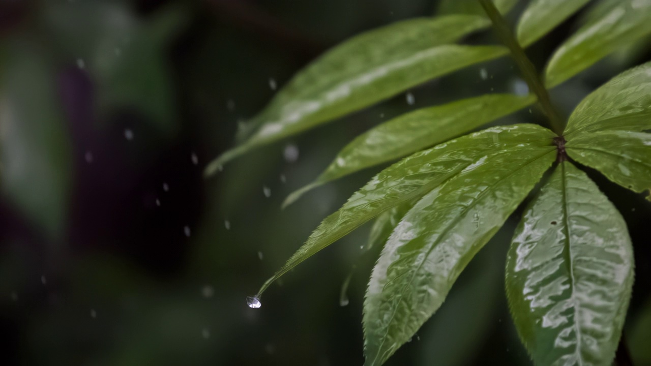 雨滴落在茂盛的绿色树叶上视频下载