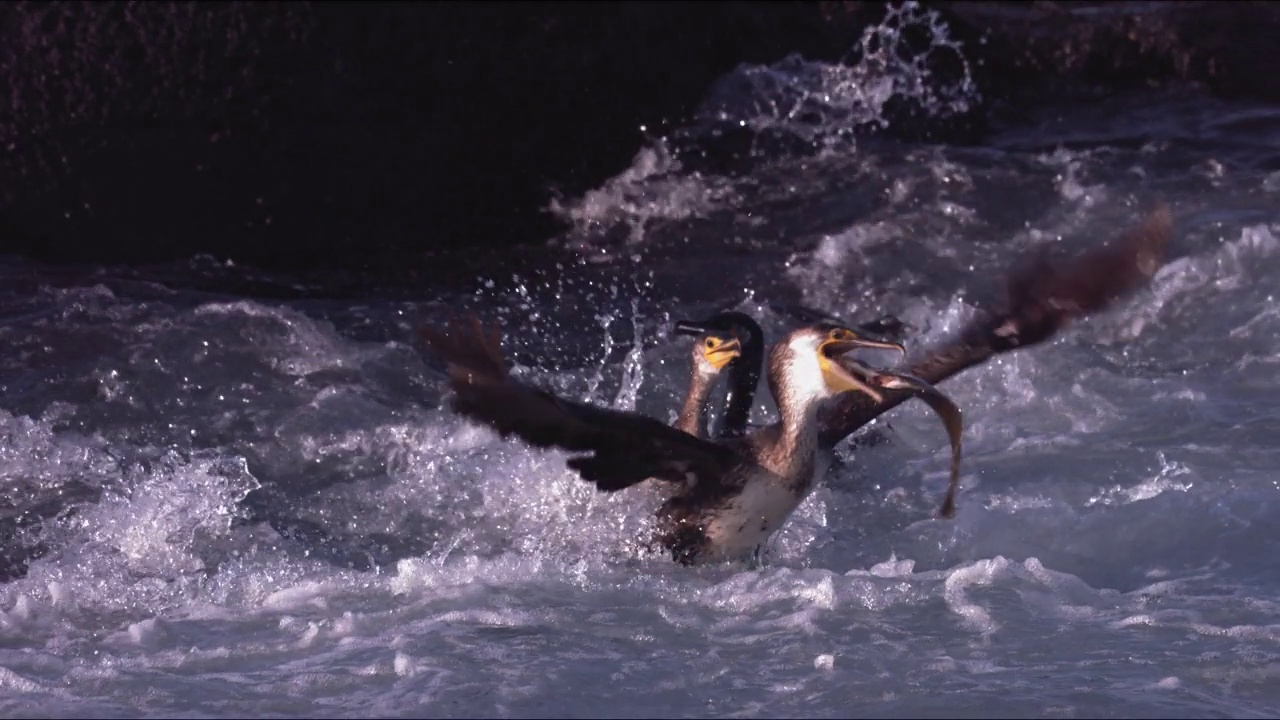 鸬鹚(Phalacrocorax)在韩国济州岛大jeong区和西归浦市附近狩猎视频素材