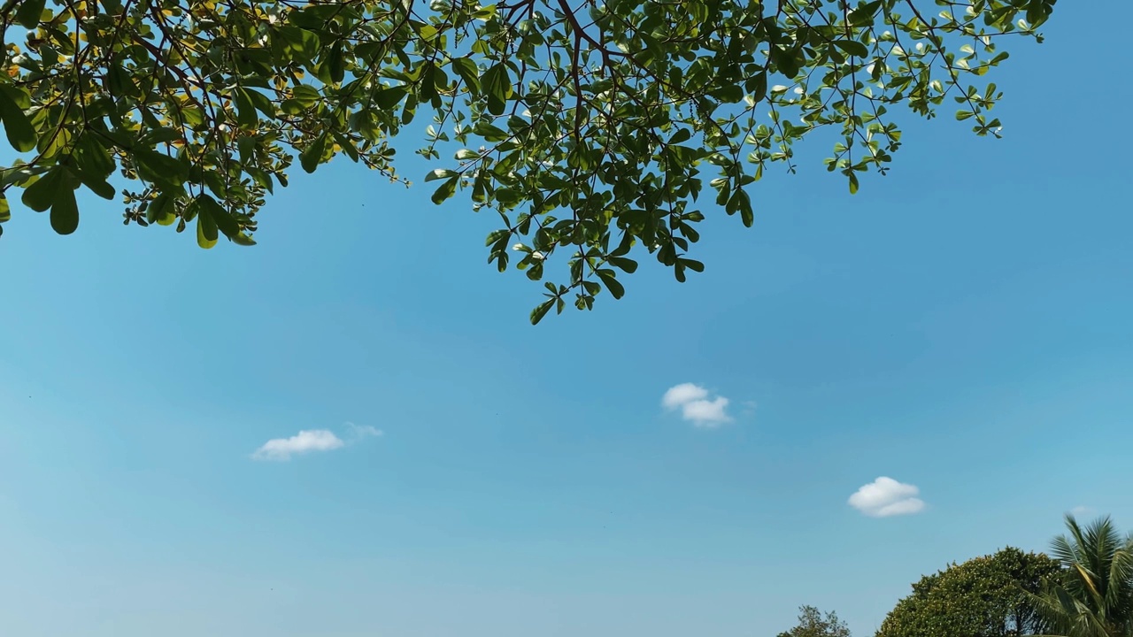 树叶自然背景，夏日背景视频素材