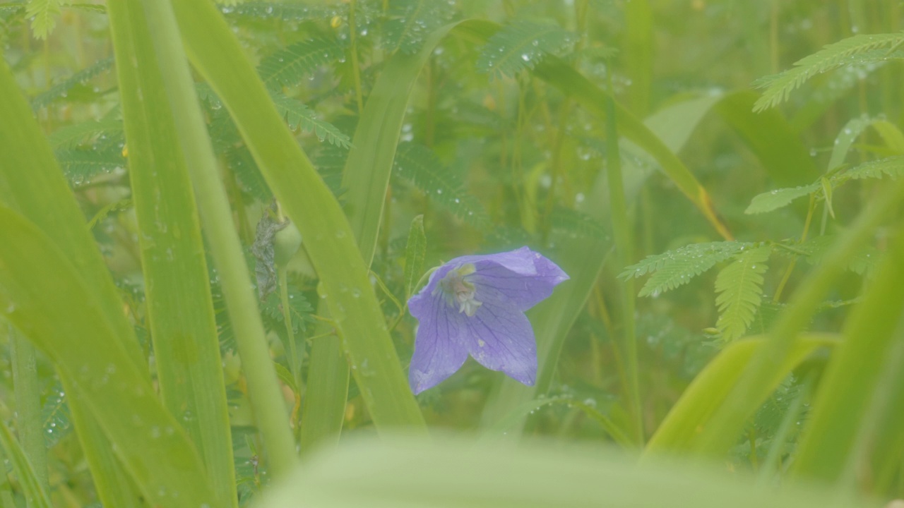 夏天，韩国江原道宁越郡Mureungdowon区的花朵视频素材