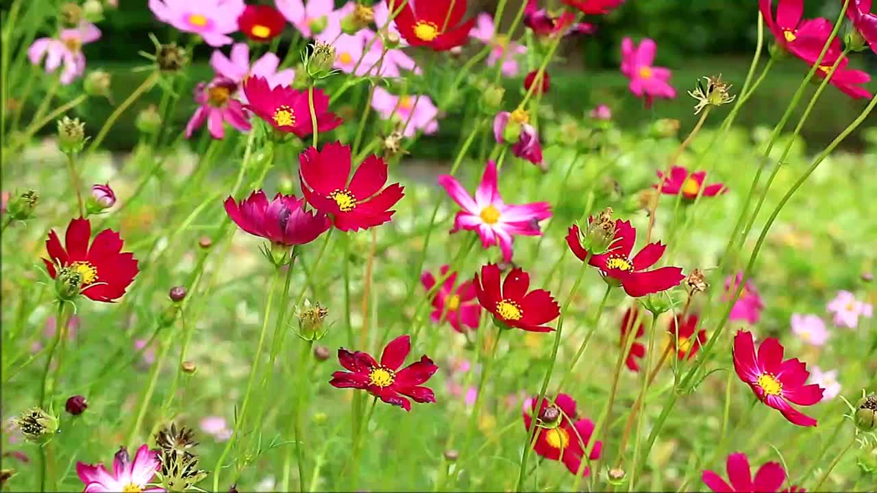 不同色调的粉红色花园宇宙花在田野和一群蜜蜂收集花蜜周围视频素材