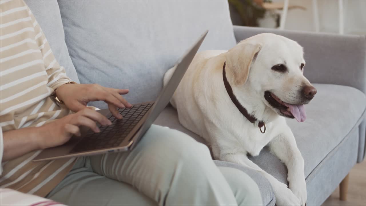 拉布拉多犬在沙发上，主人在家用笔记本电脑工作视频素材