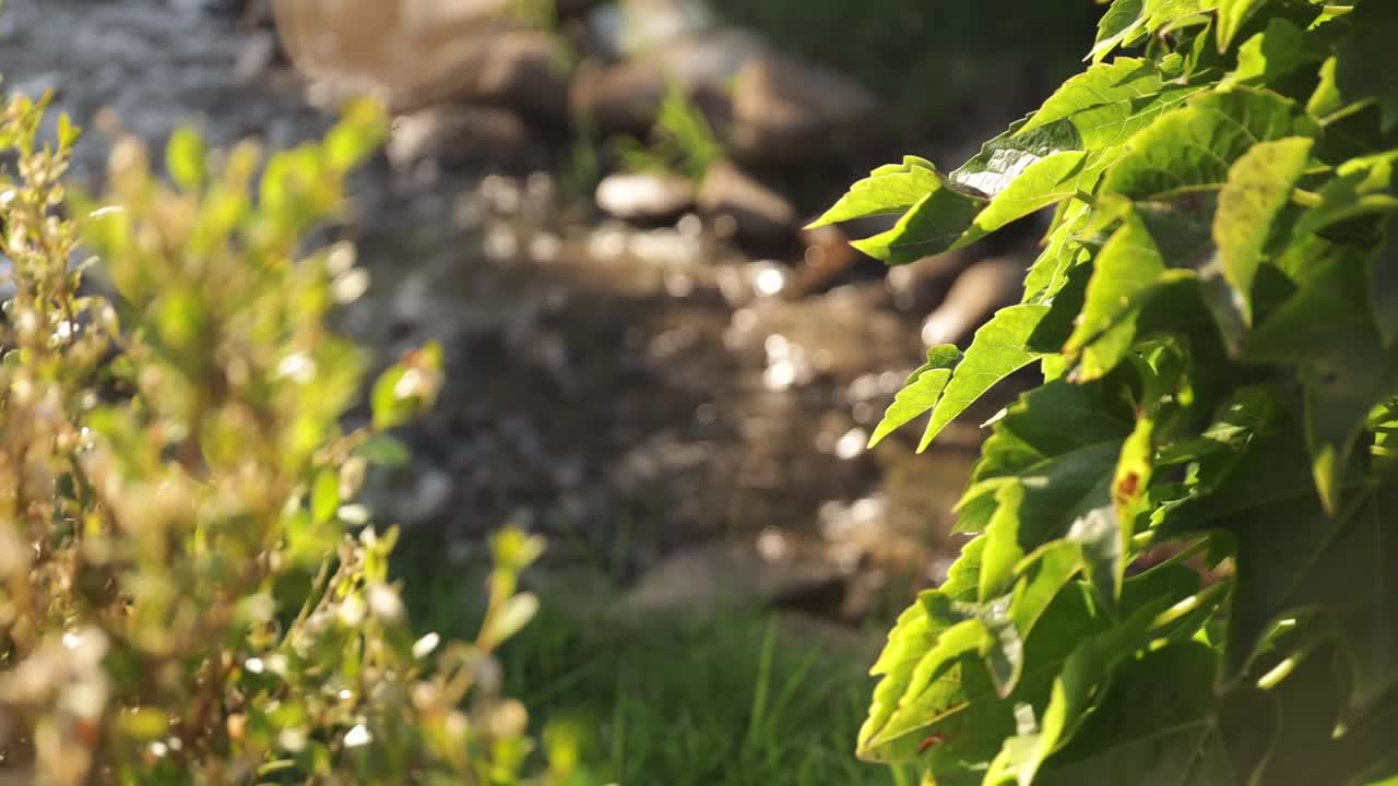 电影的观点，一个岩石小溪模糊的叶子前景视频素材