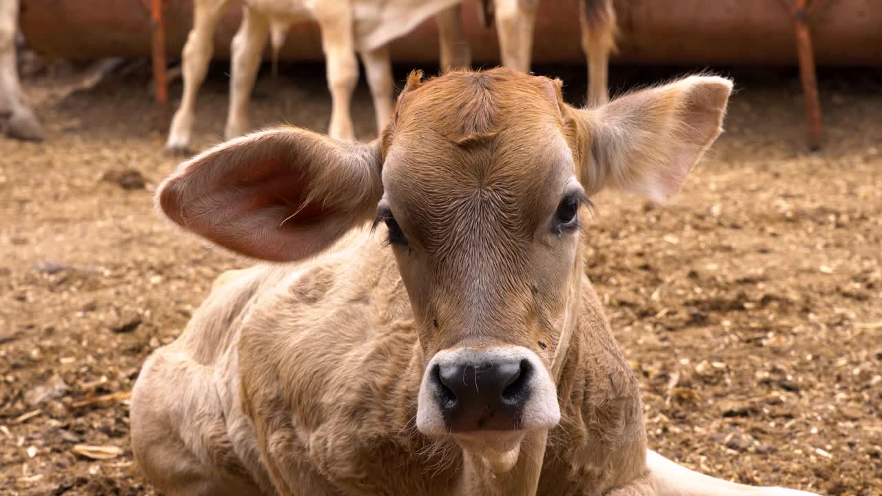 小牛从母亲的乳房喂养农村农场的概念视频素材