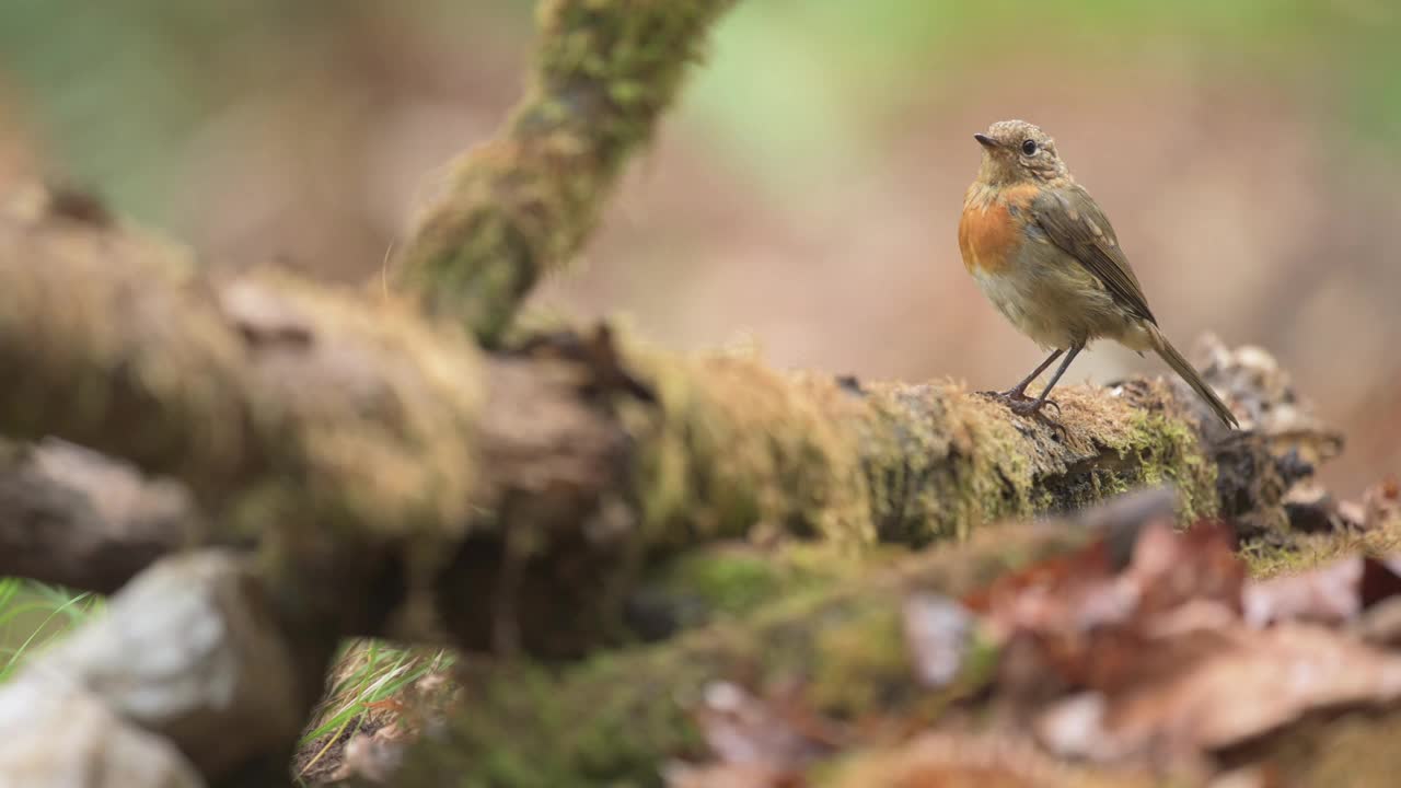 欧洲知更鸟(Erithacus rubecula)在森林中的选择性聚焦视频素材