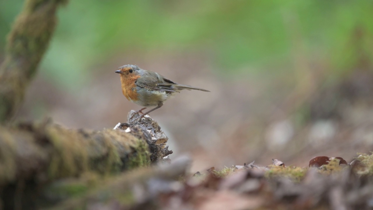 欧洲知更鸟(Erithacus rubecula)在森林中的选择性聚焦视频素材