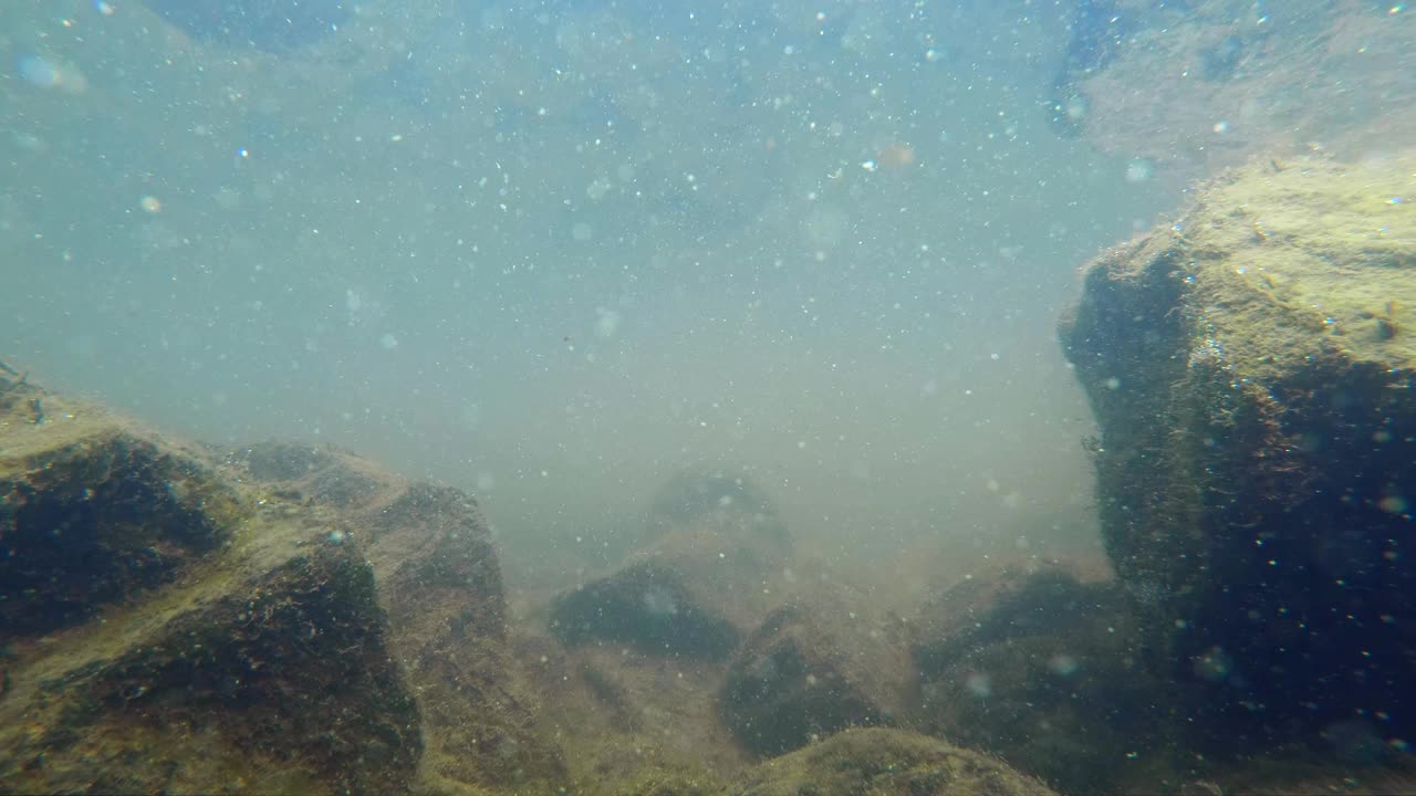 美丽的鱼游泳在水下的岩石湖与藻类视频素材