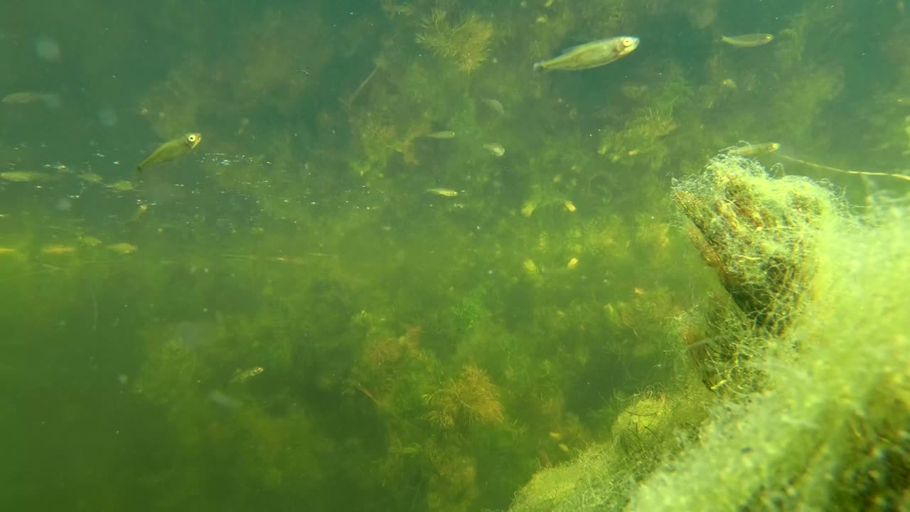 美丽的鱼游泳在水下的岩石湖与藻类视频素材