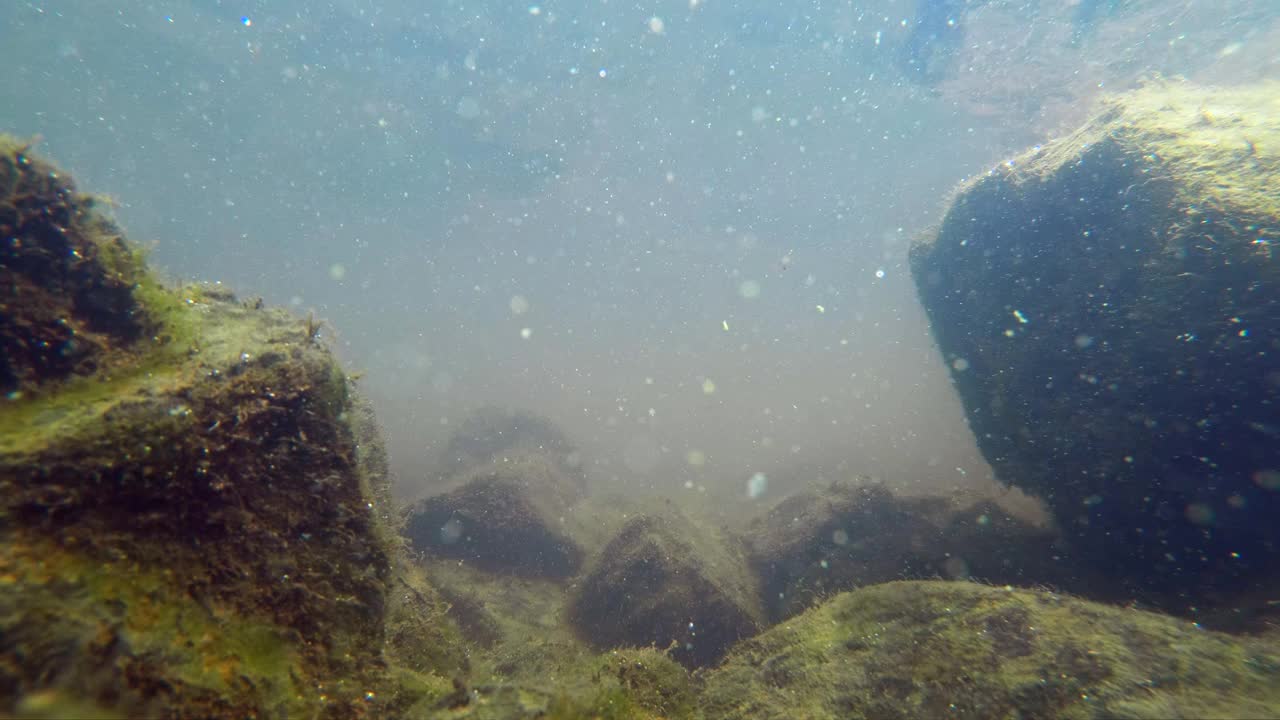 美丽的鱼游泳在水下的岩石湖与藻类视频素材