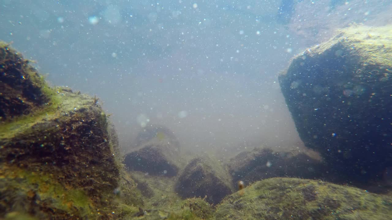 美丽的鱼游泳在水下的岩石湖与藻类视频素材