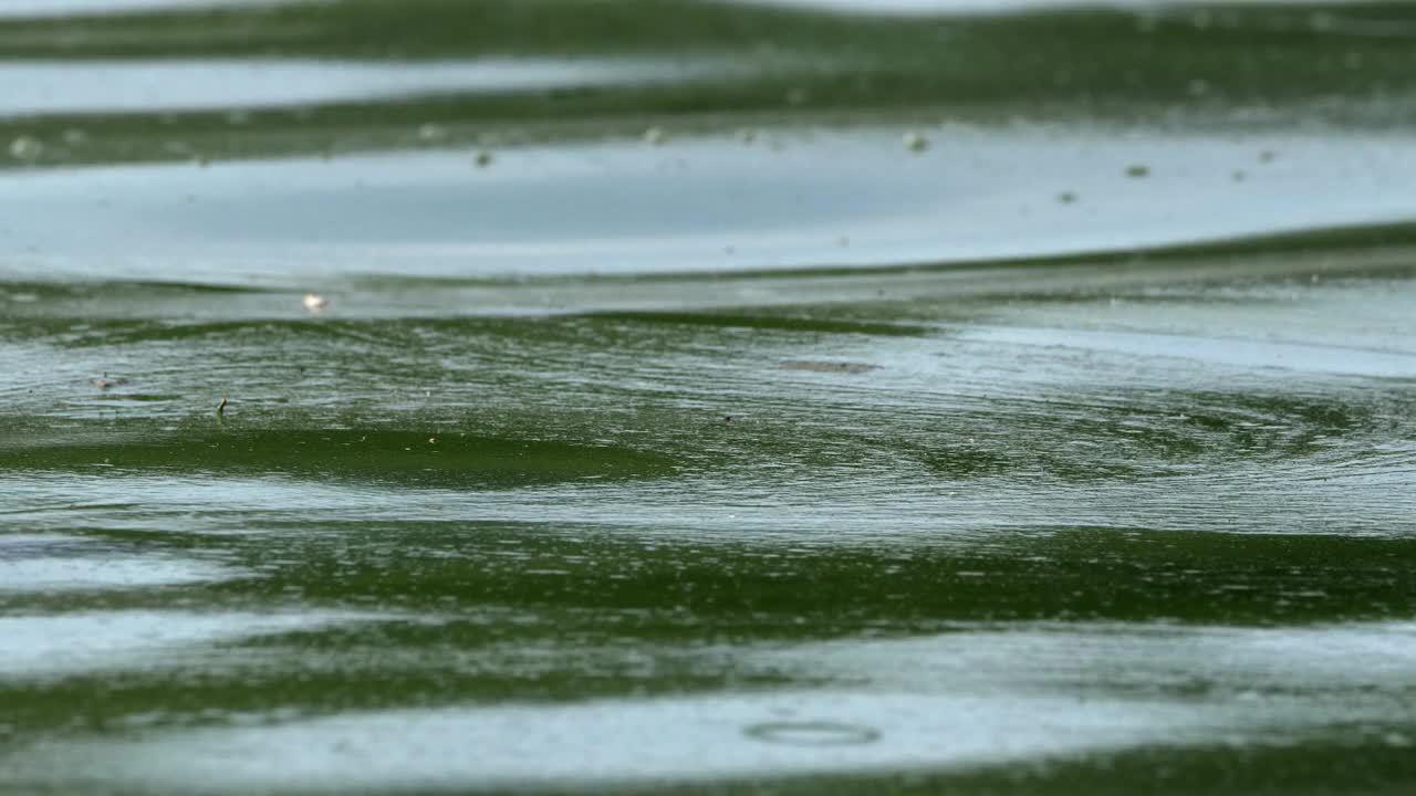 肮脏的绿色水充满了塑料和苔藓视频素材