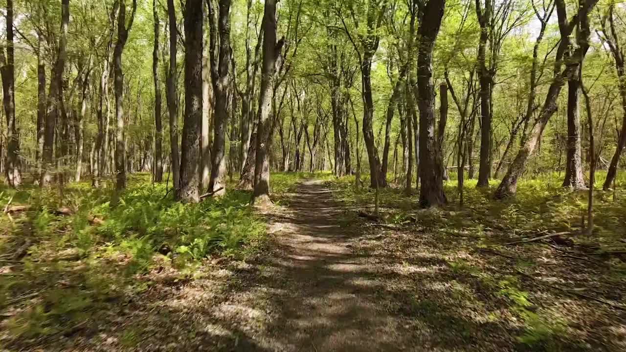 在佛蒙特州郁郁葱葱的树木环绕的常绿森林中的一条小径的风景视频素材