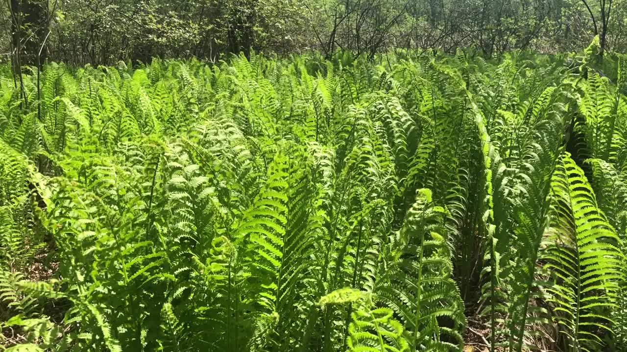 在一个阳光明媚的春日，佛蒙特州的森林里，美丽的绿色蕨类植物视频素材