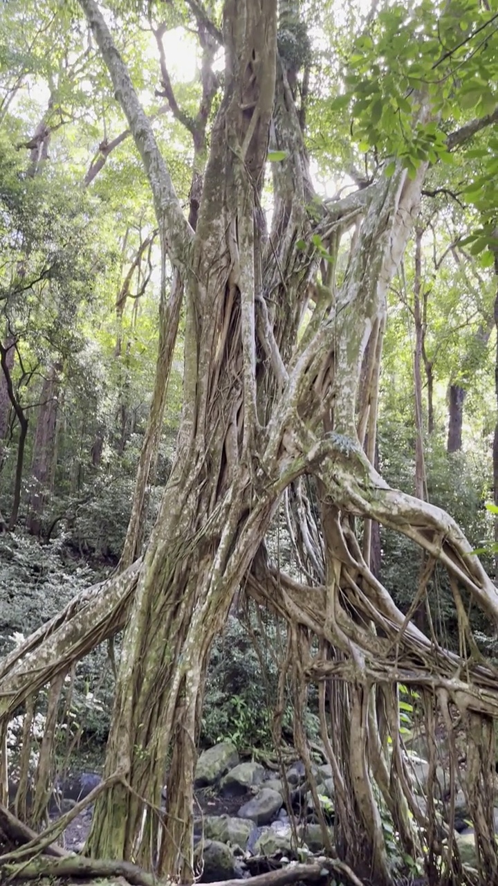 在美丽的森林里，一棵树根缠绕的大树前，平静地在石头之间流动视频素材