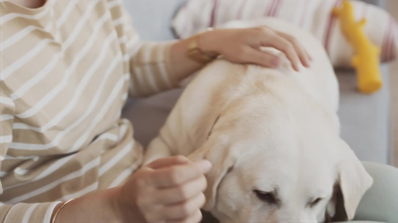 女主人在家里抚摸金毛视频素材