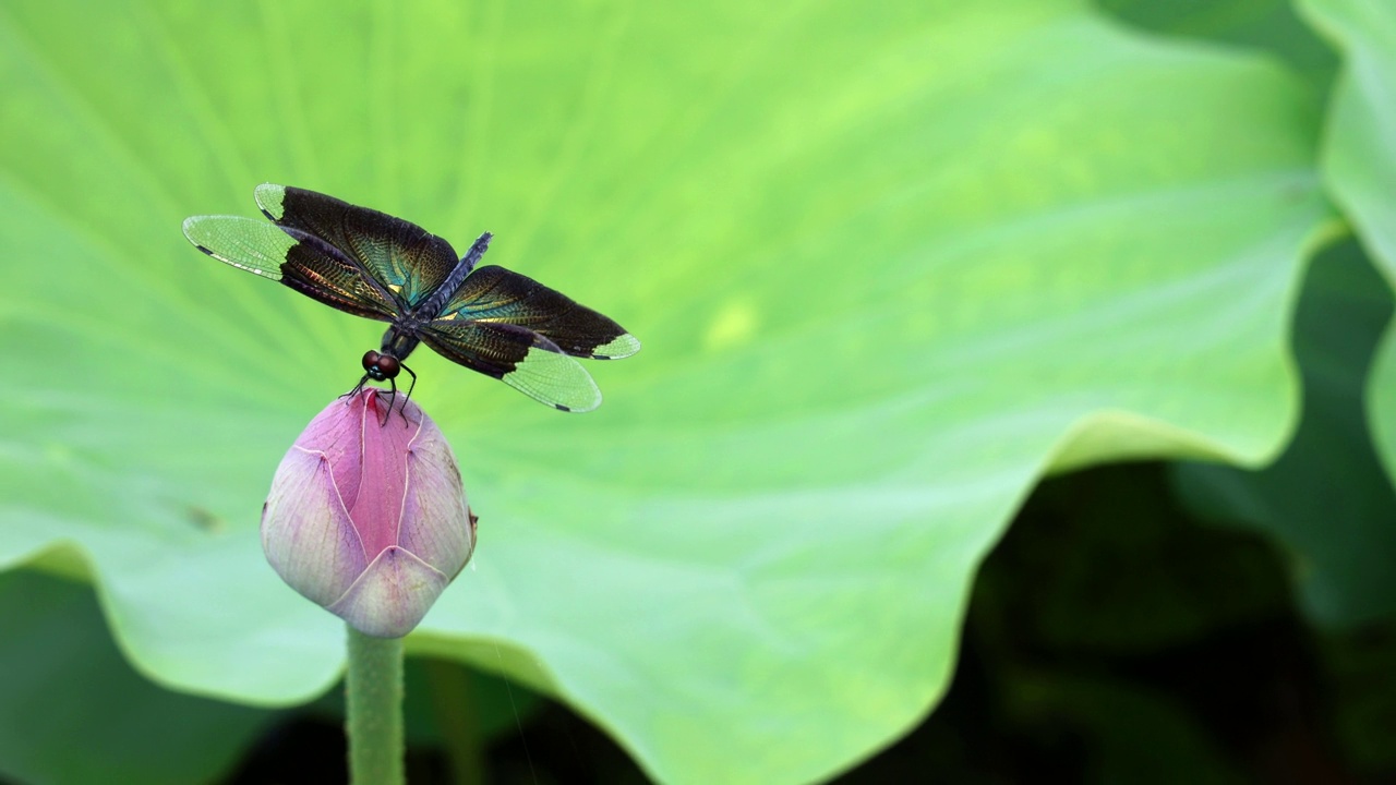 蜻蜓，迎着微风，站在荷花花蕾上，背景是一片绿色的大荷叶视频素材