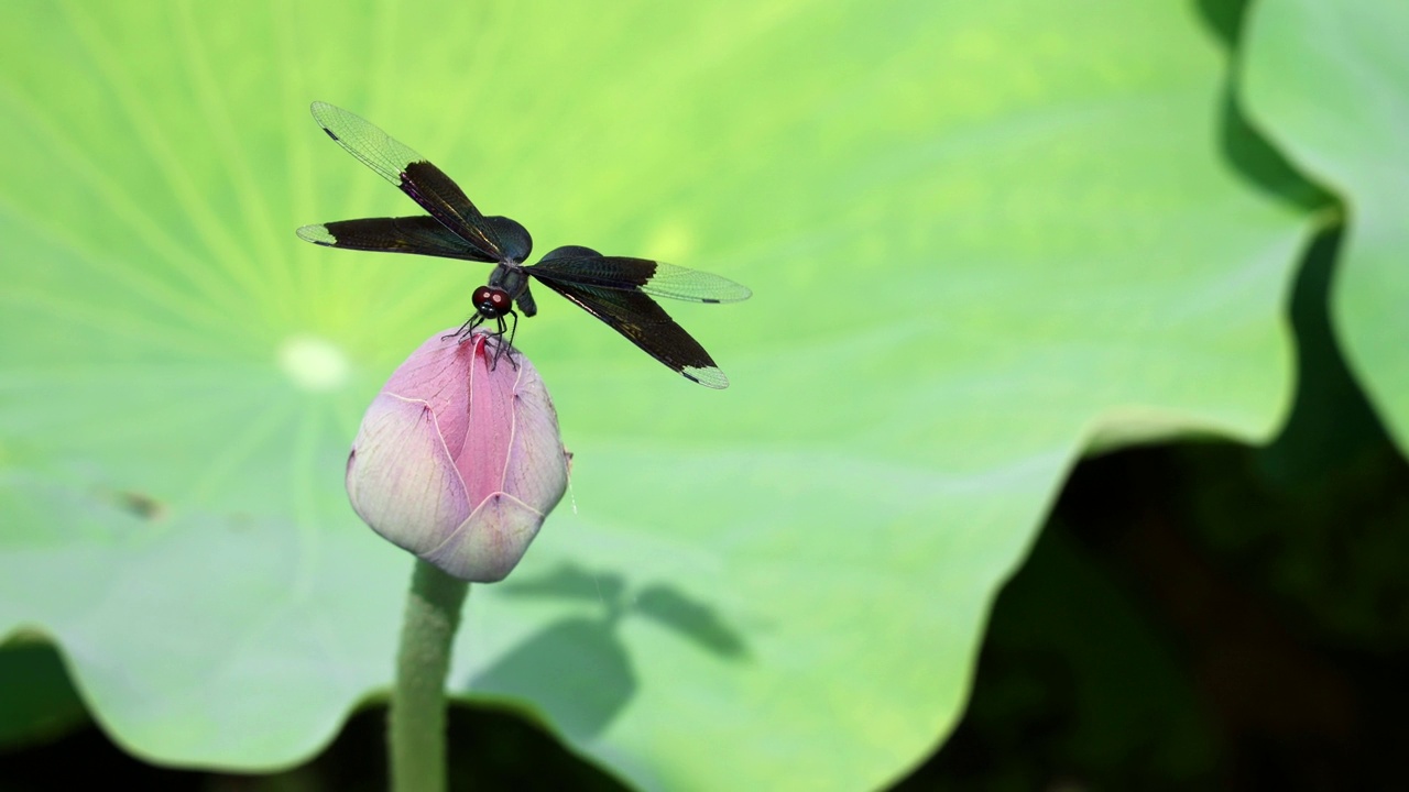 蜻蜓，在微风中，从一朵荷花上飞下来，背景是一片绿色的大荷叶视频素材