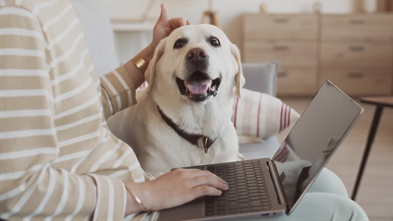 女狗主人和拉布拉多犬在家用笔记本电脑工作视频素材