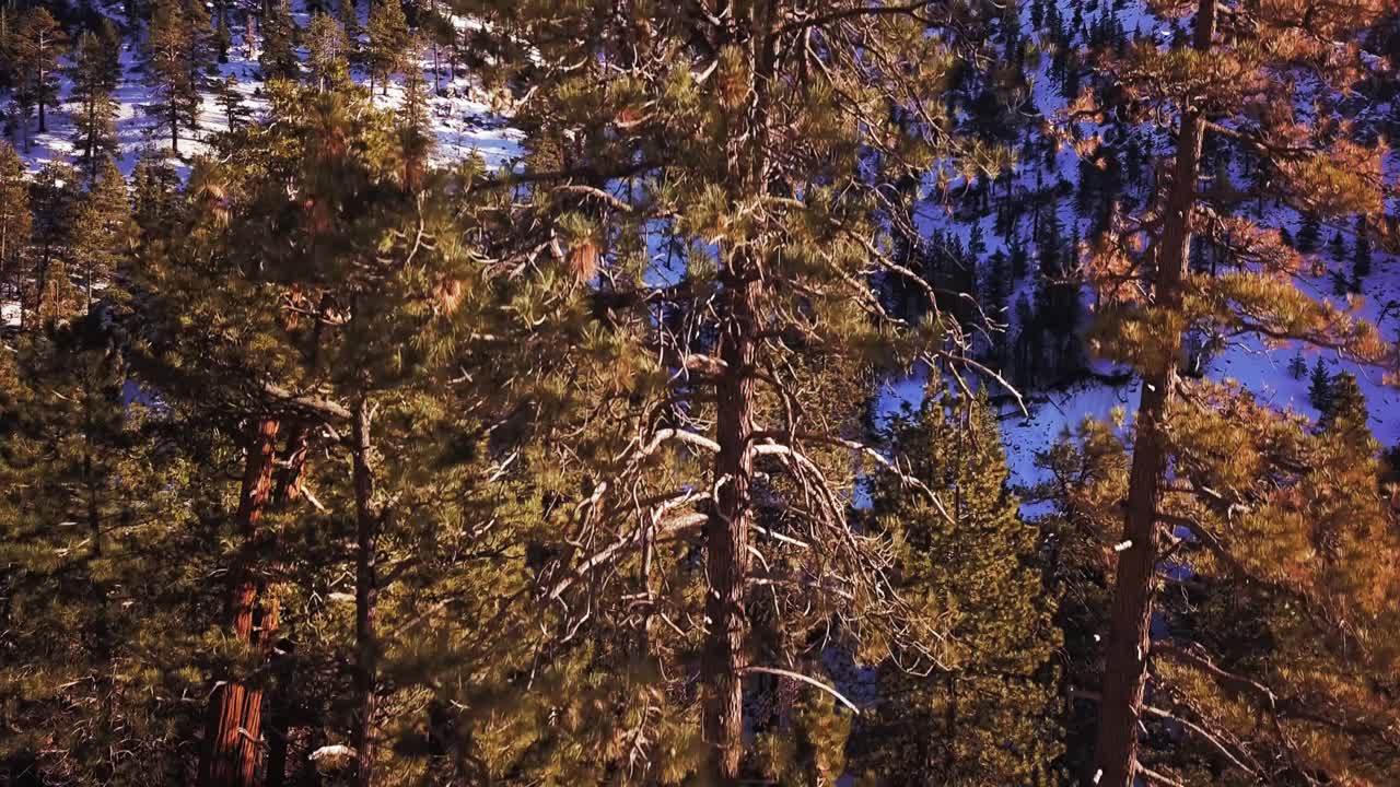 空中拍摄的落基山脉覆盖着树木和雪在一个阳光灿烂的日子视频素材