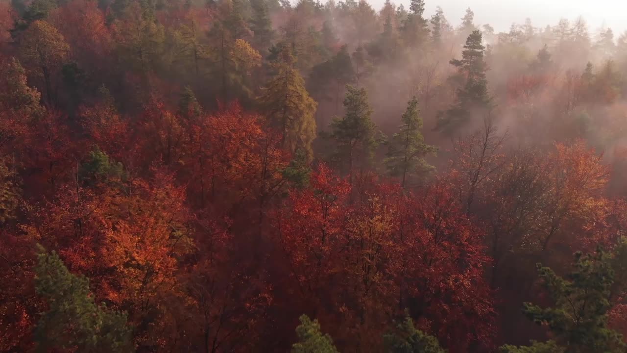 空中拍摄的森林景观，秋天五颜六色的树木笼罩在雾中视频素材