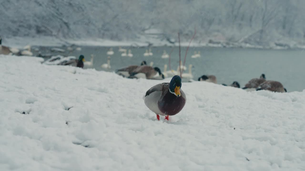 在下雪期间，野鸭和鹅在雪岸边行走的慢镜头视频素材