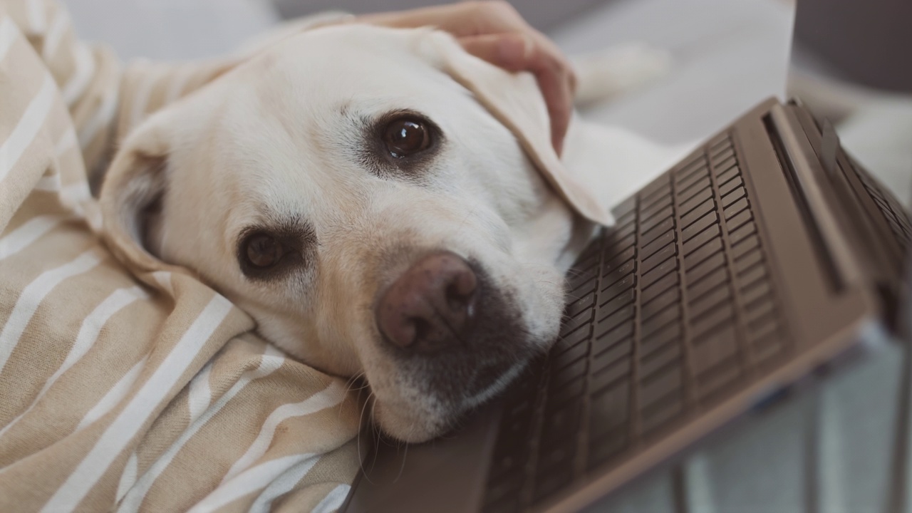 笔记本电脑键盘上的金毛犬肖像特写视频素材