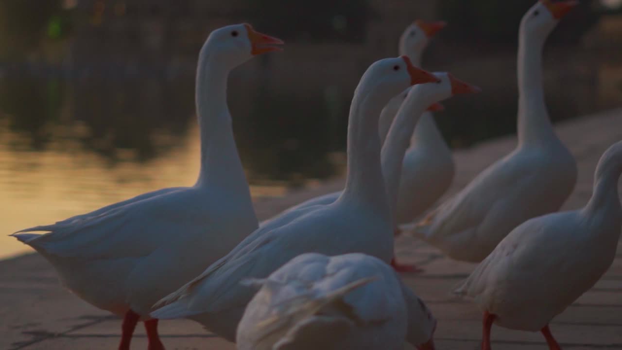 在印度拉贾斯坦邦Jaisalmer的Gadisar湖边的一群鹅的特写镜头。在Jaisalmer日落时分，一群鹅在湖边。视频素材