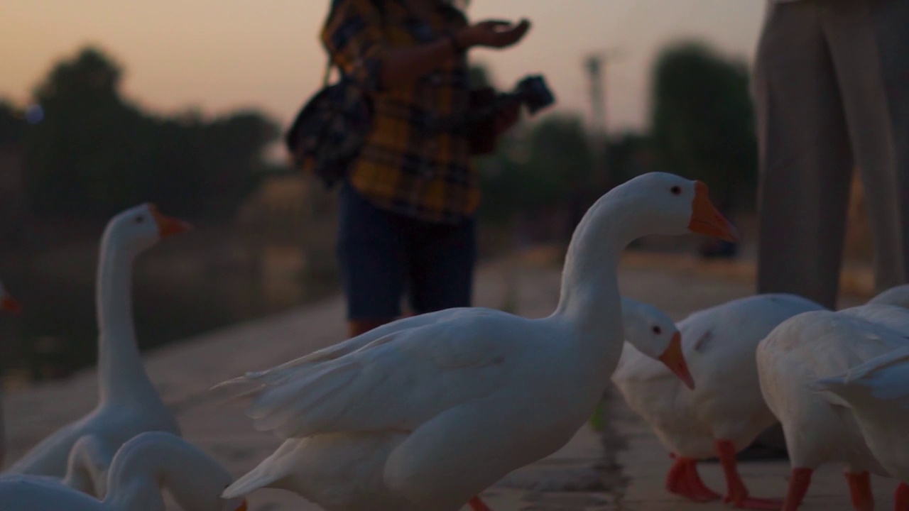 在印度拉贾斯坦邦Jaisalmer的Gadisar湖边的一群鹅的特写镜头。在Jaisalmer日落时分，一群鹅在湖边。视频素材