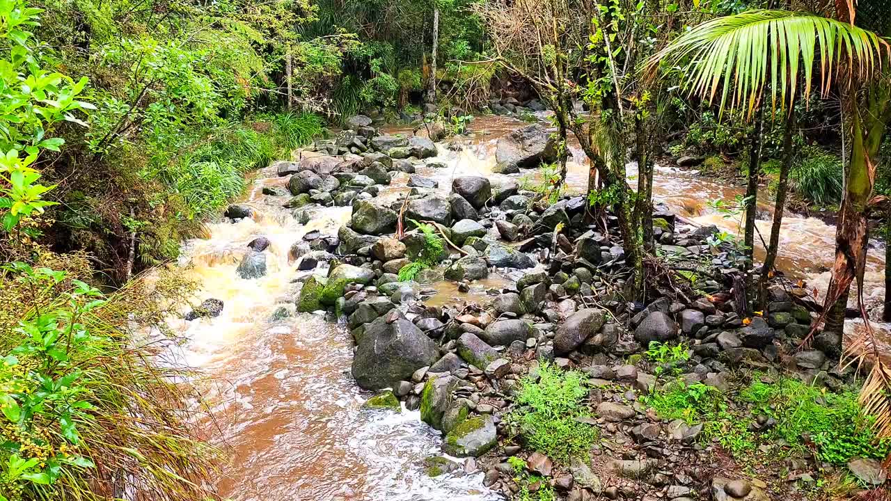 在森林里的绿树环绕下，河水在肮脏的河流中流动视频素材