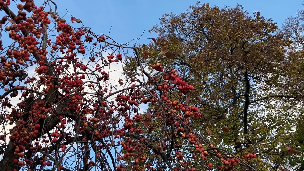 螃蟹苹果树海棠与小红果在花园里。视频素材