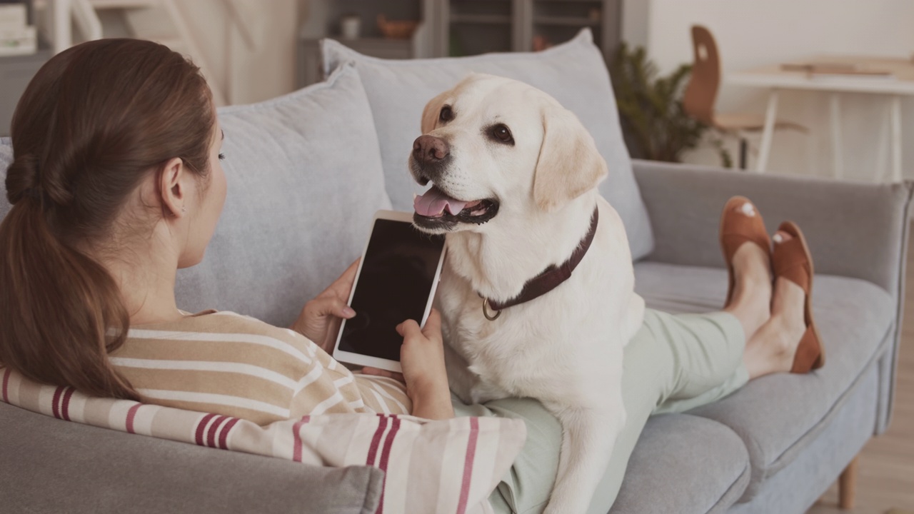 一名女子带着金毛犬在沙发上休息时使用平板电脑视频素材