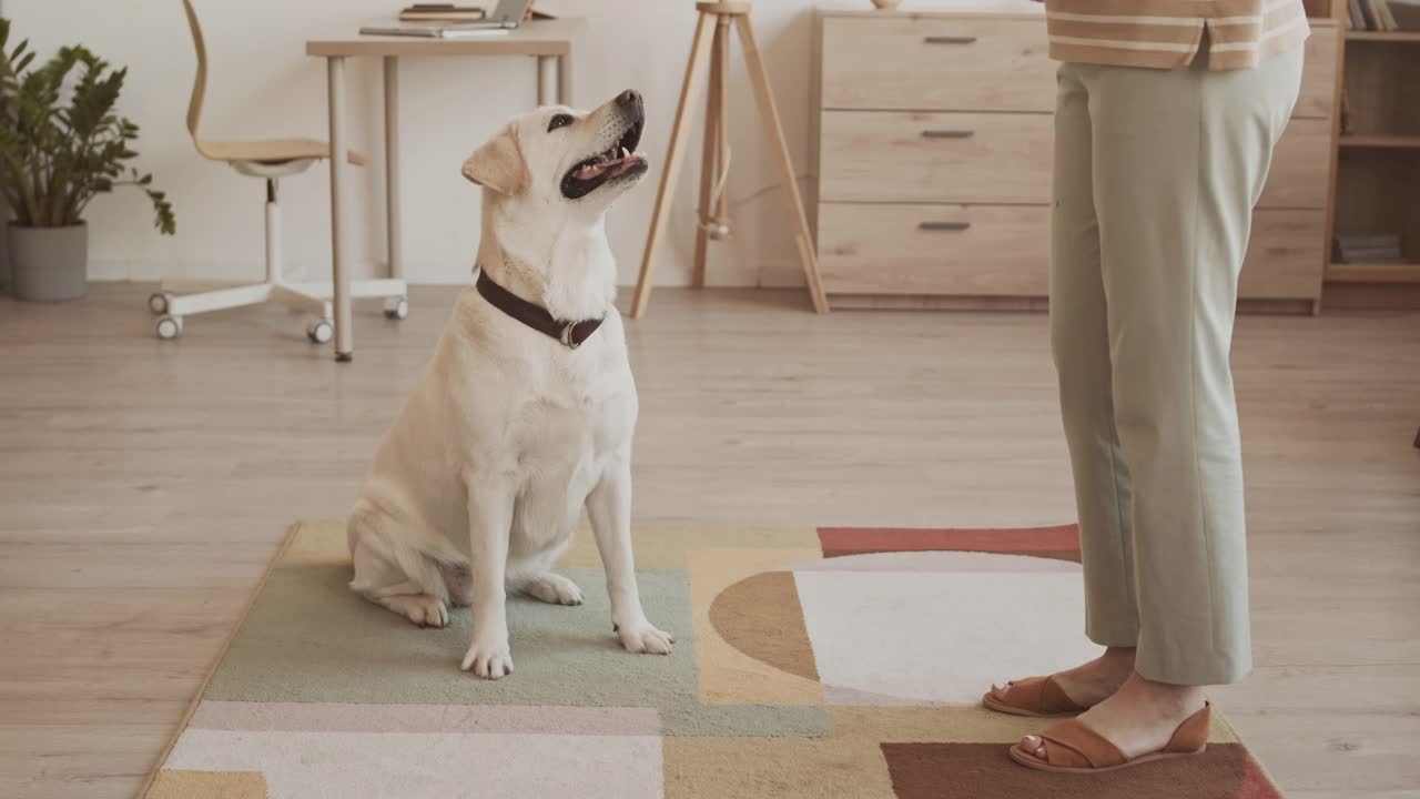 主人在家训练拉布拉多犬视频素材