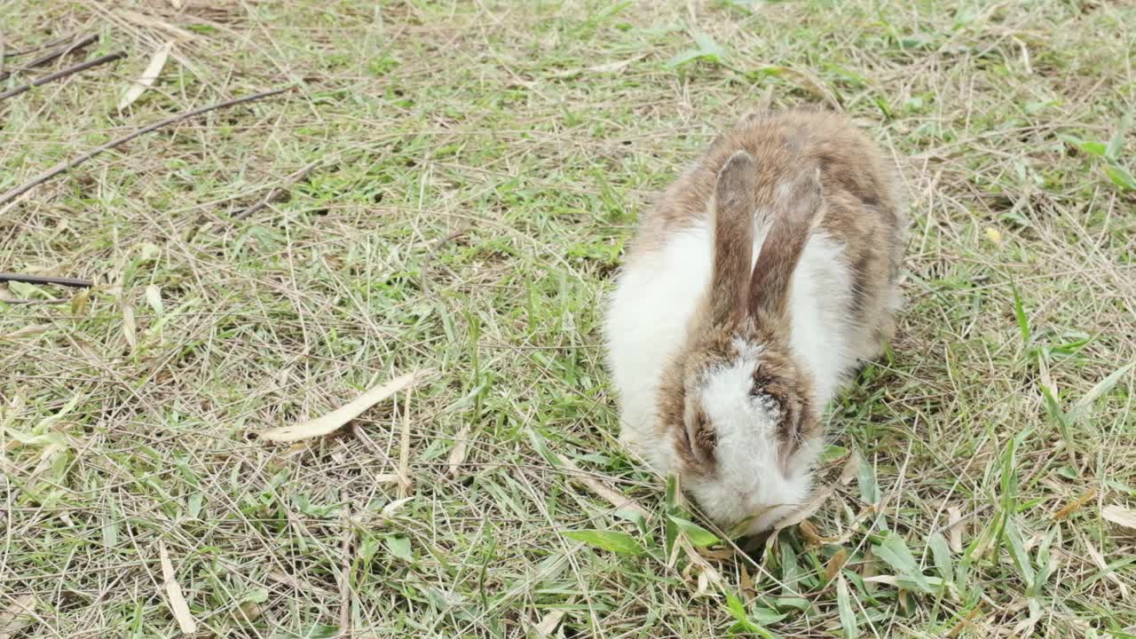 毛绒绒的兔子在花园里吃草。视频素材