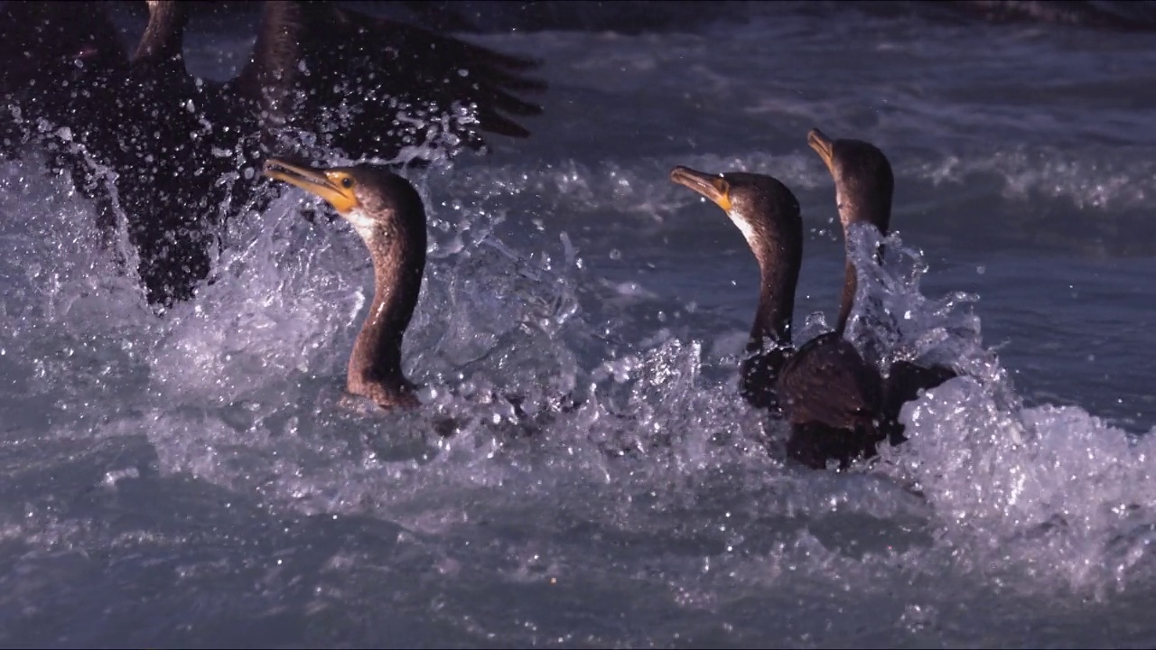 鸬鹚(Phalacrocorax)附近的大jeong区和海/西归浦市，济州岛，韩国视频素材