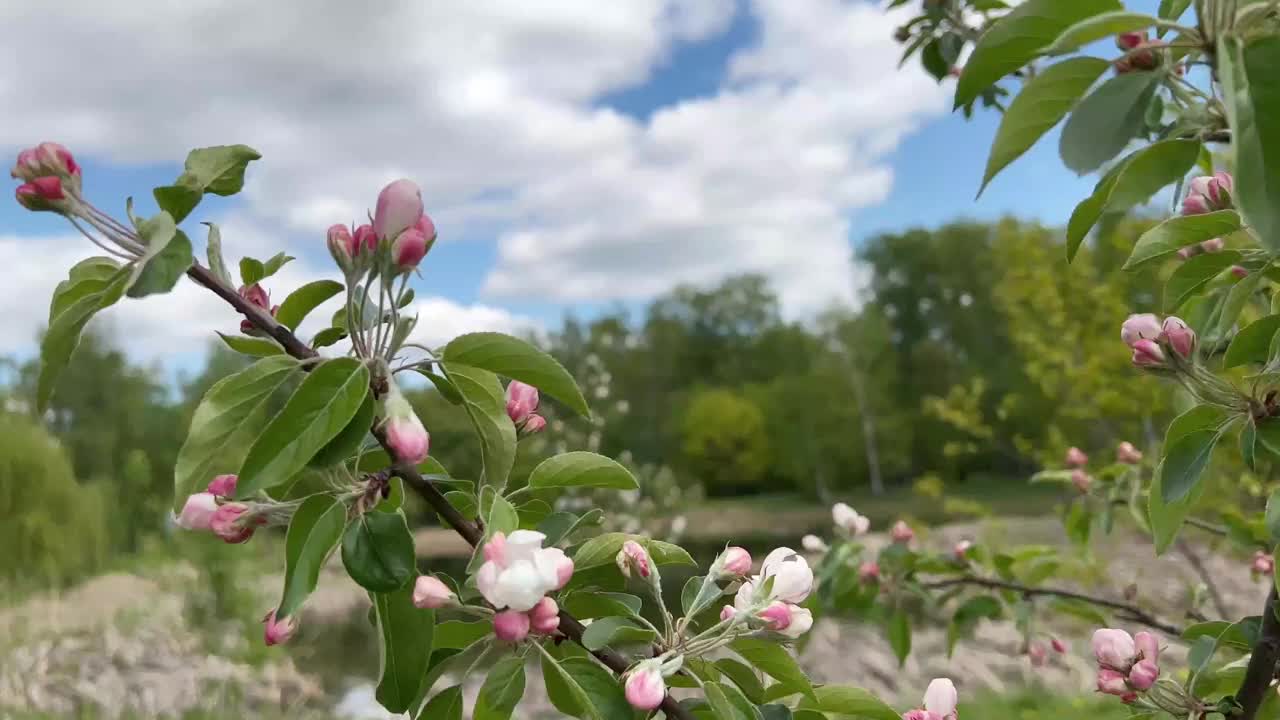 开花苹果树的树枝映衬着天空视频素材