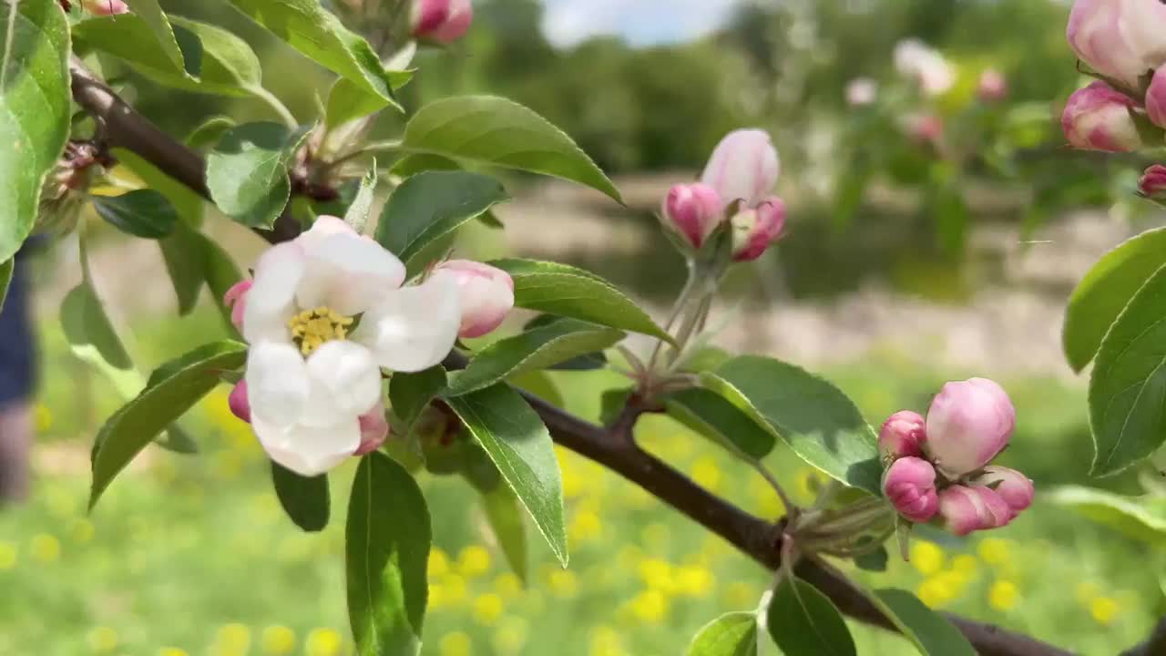 春天花园里盛开的苹果枝，背景是没有焦点的绿草。视频素材