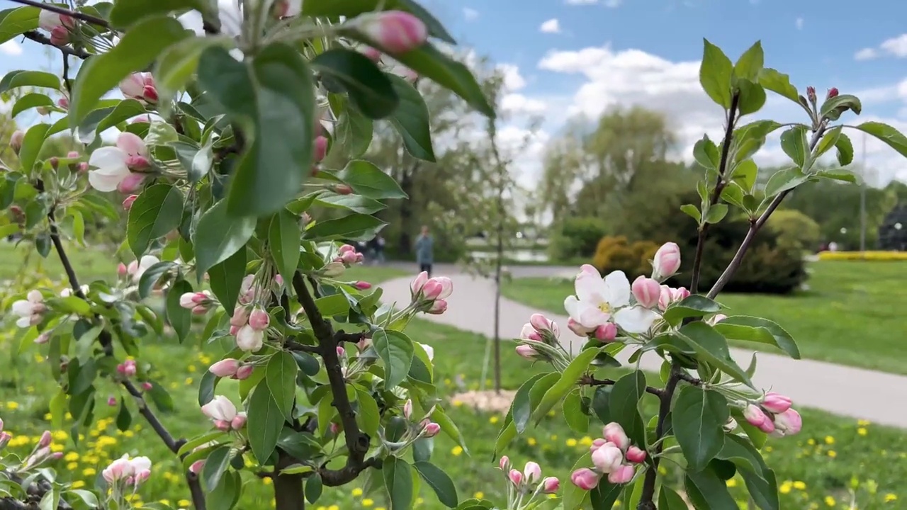 开花苹果树的树枝映衬着天空视频素材